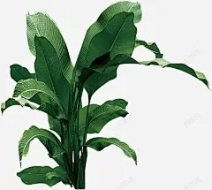 热带植物芭蕉叶卡通免扣字幕平面对话框字幕条卡通手绘 元素 免抠png 设计图片 免费下载 页面网页 平面电商 创意素材