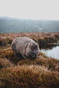 Wombat, Cradle Mountain (27.06.17)
ISO400, 35mm, f2.8, 1/160sec