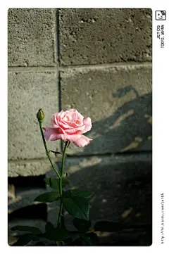 澄汁  的插画 月季