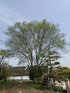 白榆树-花瓣网