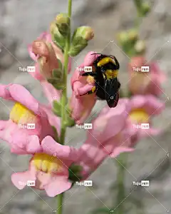 昆虫 熊蜂 自然 花壁纸 春天 花园 金鱼草 美丽的花朵 特写