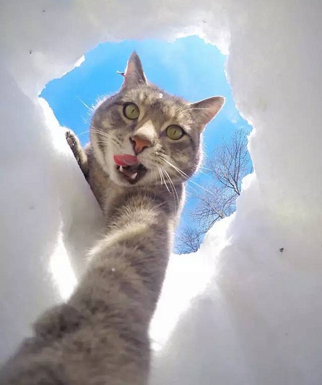 猫咪学会自拍根本停不下来雪天靓照火爆网络图片频道中国天气网