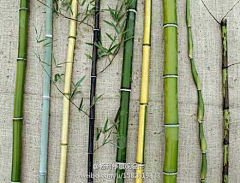 —MZH采集到Z—植物意向图—爬藤植物、竹子