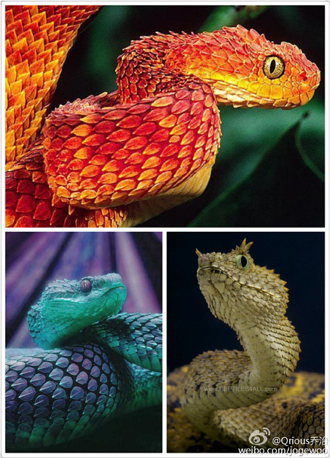 我觉得树蝰#Bush viper#这种蛇...