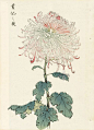 Keika Hasegawa Chrysanthemum Wood Block Prints: 