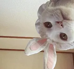 那些可爱的猫咪表情包之人家要亲亲~