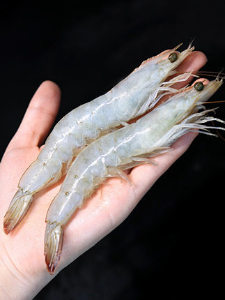 虾鲜活 海鲜 青岛大虾海鲜对虾水产基围虾...