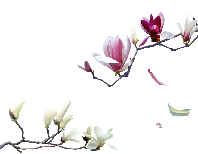 木兰花 png