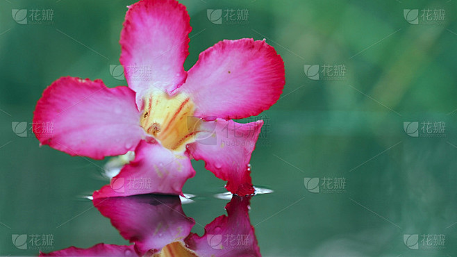 美花