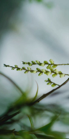 _Agony采集到植物