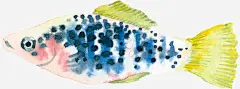 手绘蓝条黑点鱼_新图网 https://ixintu.com 鱼 水生物 软体动物 手绘图 黄色鱼尾 黑色蓝条纹身