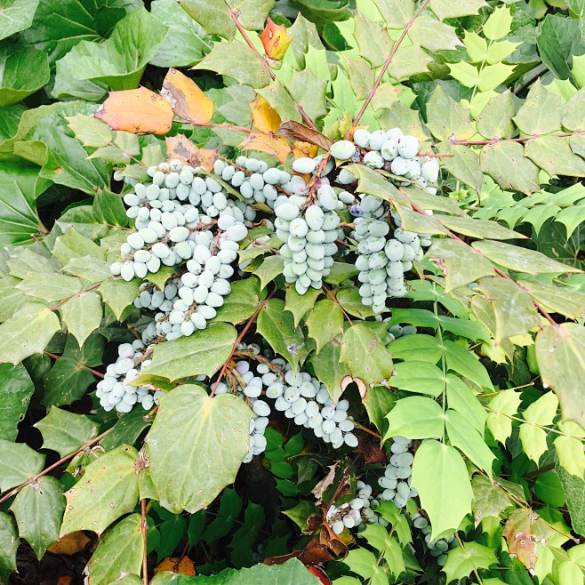 阿里山十大功劳