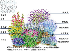 New-Landscape采集到花镜设计