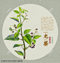 龙葵 手绘龙葵 龙葵插画 中草药包装插画 中草药插画 中药大全 中药插画 复古医书草药插图 手绘中草药 手绘值物花草 草本植物 草药包装插画 药材医草 龙葵包装设计