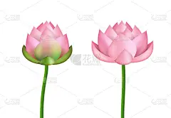 逼真的3d详细的粉色莲花花集。向量