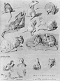 #佳作赏析# 法国画家 Mathurin Méheut (1882-1958)一组动物绘画稿