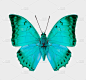蝴蝶,浅蓝色,分离着色,白色背景,自然美,枭蝇,石灰色蝴蝶,自然,野生动物,水平画幅