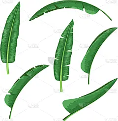 化妆舞会服,鸡尾酒,设计元素,香蕉叶,华丽的,植物群,植物,墨西哥雨竹,夏天,花