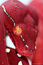 Green Tree Python #snakes #reptiles #topanimals: 吓死你们算了 哈哈 胆小勿入