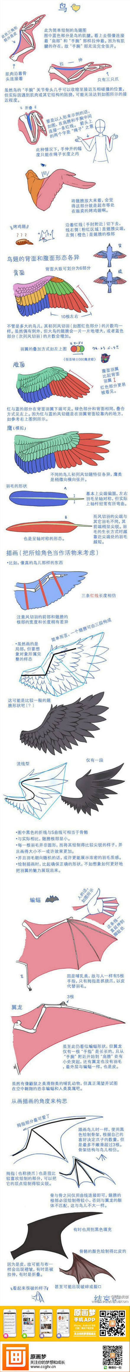 【绘画教材】翅膀的动态分析和画法~ @联...