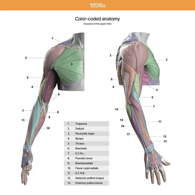 Upper-limb color-coded anatomy-花瓣网