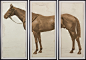 Lord Denver Horse Triptych | Natural Curiosities