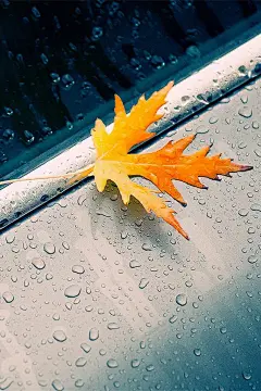雨中美景非主流图片手机壁纸