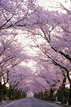 伍岛由纪夫采集到花