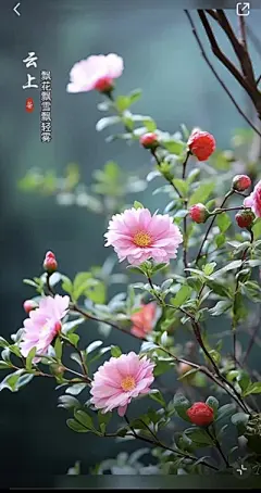 花草集 - 高清图片，堆糖，美图壁纸兴趣社区