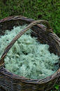 Usnea, an easy-to-identify lichen, is such an important medicinal herb to have in the medicine cabinet. It is anti-viral, anti-bacterial, anti-fungal and anti-protozoan | Chestnut School of Herbs