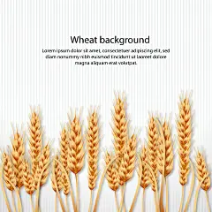 水稻麦田风景插画