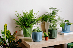 时薪5块的落魄设计师采集到室内植物背景