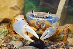 彩虹蟹armatum心脏近距离在水族馆