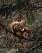 森林中的红松鼠图片