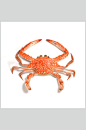大闸蟹蟹类海鲜食品高清图片
