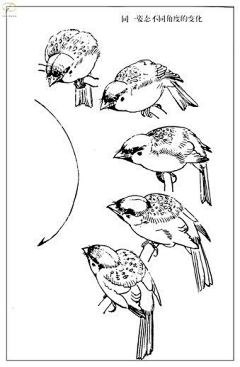 朝日青采集到动物画法参考·鸟类与其他