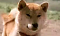 创意社-日本催泪短片：地震后狗的感人举动_视频在线观看 - 56.com