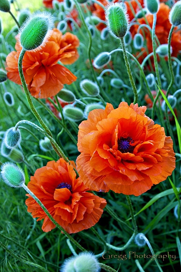 美丽的橙色荷叶边罂粟花