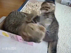禹先生采集到搞笑图片