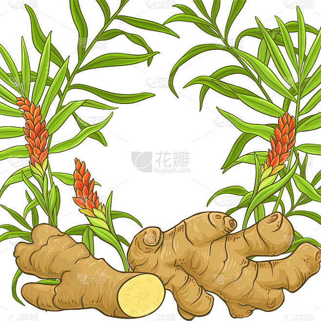 姜矢量框架