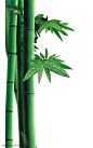 水珠滴落绿色竹子竹叶