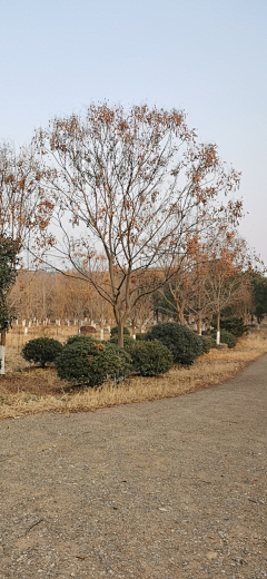 maryzhao采集到植物—点景树及树池