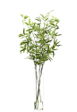 Bamboo (GN241): Bamboo, Green, Tall Glass Cylinder: 