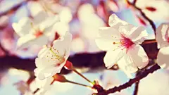 鲜花绿叶特写唯美图片桌面高清壁纸桌面壁纸3