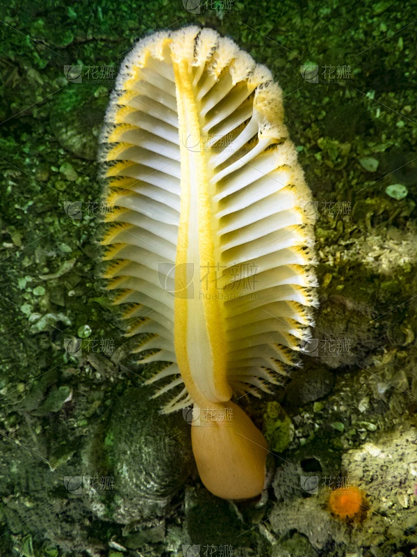 橘海笔,海笔,深的,鹅毛笔,海洋生命,橙色,加拿大,一只动物,生物,动物素材-花瓣网