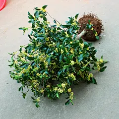 桂花树苗盆栽四季桂沉香丹桂批发八月金桂浓香型庭院室内植物盆景-淘宝网