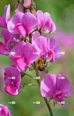 熊蜂 花朵 授粉 蜜蜂 昆虫 动物 自然 开花 手机壁纸