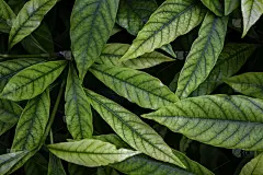 自然的绿色背景。栀子叶。热带植物质地。