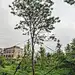 紫花风铃木