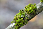 green-leafed plant